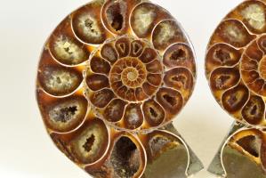 Ammonite Pair 9.1cm | Image 3