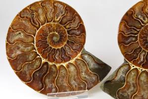 Ammonite Pair 11.2cm | Image 3