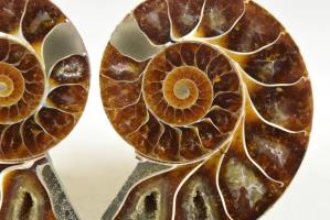 Ammonite Pair 6.7cm | Image 2