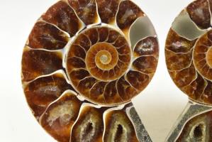 Ammonite Pair 6.7cm | Image 3