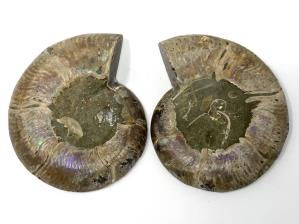Ammonite Pair 9.6cm | Image 4