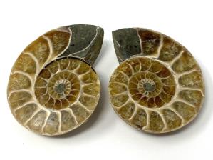 Ammonite Pair 5.2cm | Image 2