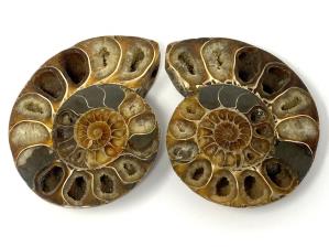 Ammonite Pair 12cm | Image 3