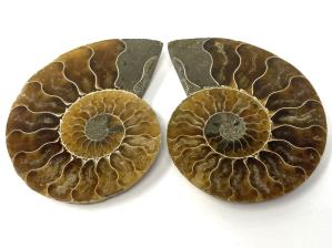 Ammonite Pair 6cm | Image 2