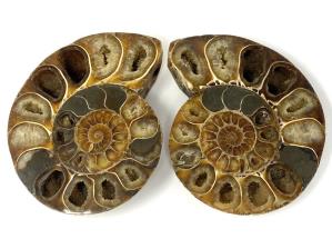 Ammonite Pair 12cm | Image 2