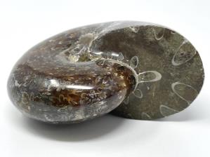 Ammonite Phylloceras 7.6cm | Image 3