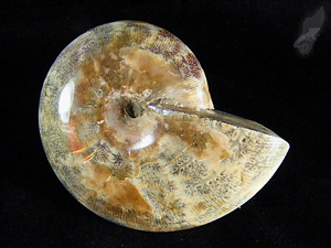 Ammonite Phylloceras 8.2cm | Image 2