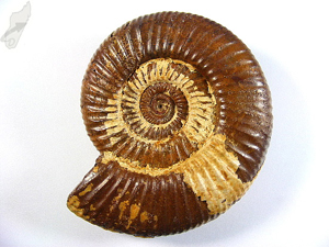 Ammonite Perisphinctes 9.3cm | Image 2