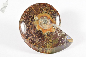 Ammonite Cleoniceras 8.1cm | Image 2