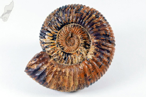 Ammonite Perisphinctes 6.8cm | Image 2