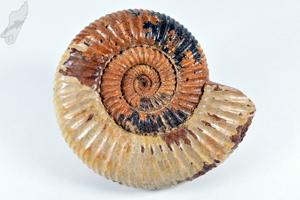 Ammonite Perisphinctes 9.1cm | Image 2