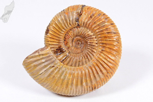 Ammonite Perisphinctes 7cm | Image 2