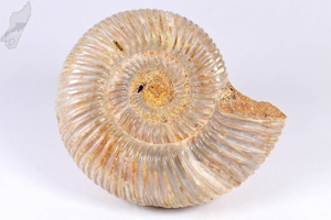 Ammonite Perisphinctes 8.1cm | Image 2