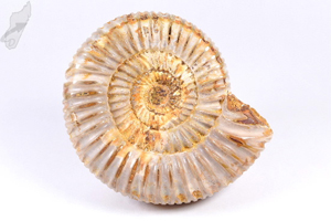 Ammonite Perisphinctes 7.6cm | Image 2