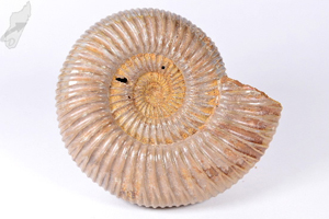 Ammonite Perisphinctes 9.7cm | Image 2