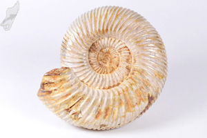 Ammonite Perisphinctes 9.2cm | Image 2
