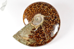 Ammonite Cleoniceras 13.3cm | Image 2