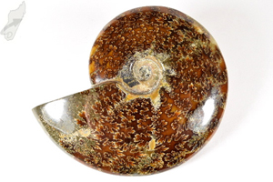 Ammonite Cleoniceras 13.2cm | Image 2