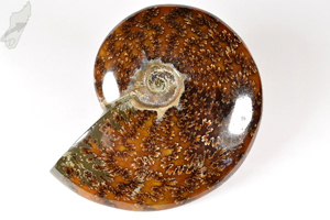 Ammonite Cleoniceras 11.8cm | Image 2
