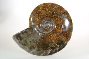 Ammonite Cleoniceras 10.7cm | Image 2