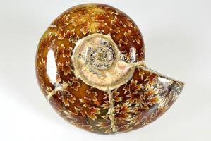 Ammonite Puzosia 8.4cm | Image 2
