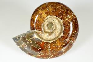 Ammonite Puzosia 12.7cm | Image 2