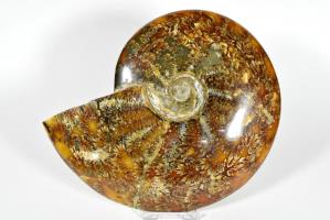 Ammonite Cleoniceras Large 18.8cm | Image 4