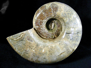 Ammonite Lytoceras 11cm | Image 3