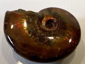 Ammonite Red Iridescent 5.8cm | Image 4