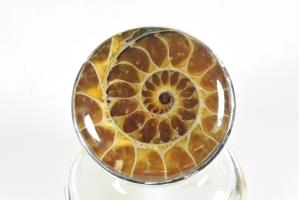 Ammonite Ring US size 7 | Image 2