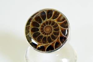 Ammonite Ring 11.15grams | Image 2