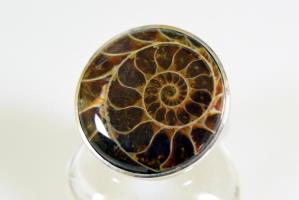 Ammonite Ring 11.12grams | Image 2