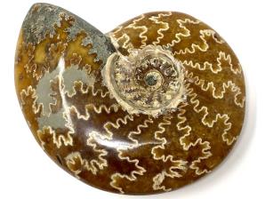 Ammonite Cleoniceras 10.6cm | Image 2