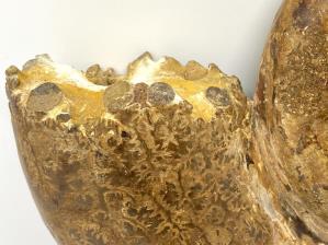 Ammonite Aspidoceras Large 31.8cm | Image 5