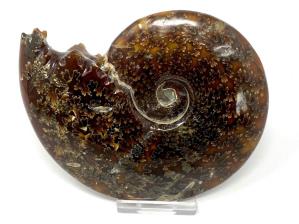 Ammonite Cleoniceras 12.2cm | Image 2