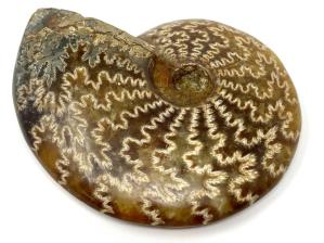 Ammonite Cleoniceras 9.3cm | Image 3