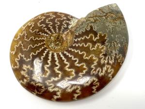 Ammonite Cleoniceras 9.3cm | Image 2