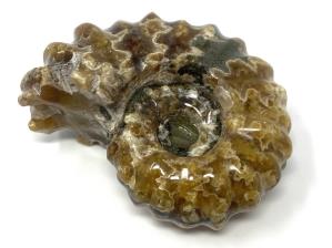 Ammonite Douvilleiceras 6.2cm | Image 3