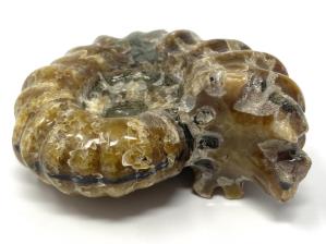 Ammonite Douvilleiceras 6.2cm | Image 2