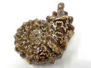 Ammonite Douvilleiceras 7cm | Image 3