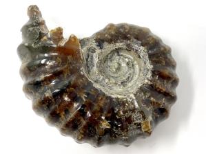 Ammonite Douvilleiceras 6.3cm | Image 2