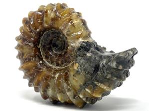 Ammonite Douvilleiceras 10.4cm | Image 7