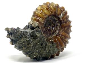 Ammonite Douvilleiceras 10.4cm | Image 8