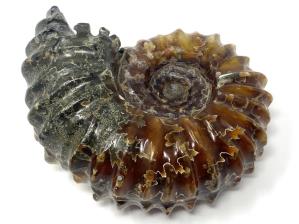 Ammonite Douvilleiceras 10.4cm | Image 2