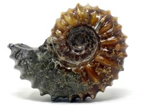 Ammonite Douvilleiceras 10.4cm | Image 5