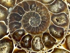Ammonite Pair 10.6cm | Image 3