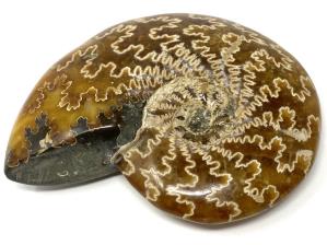 Ammonite Cleoniceras 10.6cm | Image 3