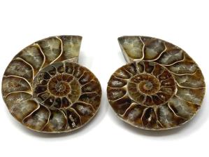 Ammonite Pair 6.1cm | Image 2