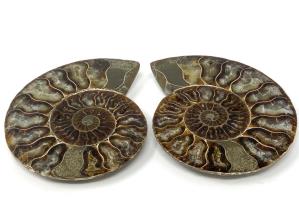 Ammonite Pair 10cm | Image 2