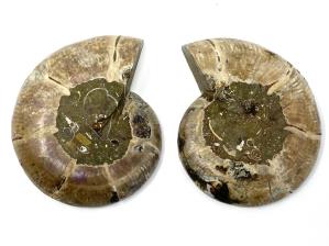 Ammonite Pair 9.8cm | Image 2